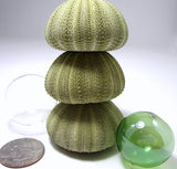 green sea urchin, striped sea urchin, sea urchin shell, sea urchin seashell, beach wedding shells