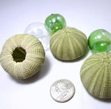 green sea urchin, striped sea urchin, sea urchin shell, sea urchin seashell, beach wedding shells