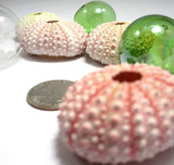 Pink sea urchin, pink shell, pink seashell, sea urchin, bulk sea urchins, pink sea shells