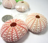 Pink sea urchin, pink shell, pink seashell, sea urchin, bulk sea urchins, pink sea shells