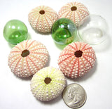 Pink sea urchin, pink shell, pink seashell, sea urchin, bulk sea urchins, pink sea shells