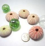 Pink sea urchin, pink shell, pink seashell, sea urchin, bulk sea urchins, pink sea shells