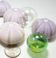 purple sea urchin, lavender sea urchin, lavender seashells, purple seashells, lavender shells, purple shells, beach wedding shells