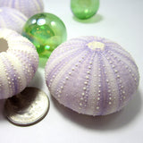 purple sea urchin, lavender sea urchin, lavender seashells, purple seashells, lavender shells, purple shells, beach wedding shells