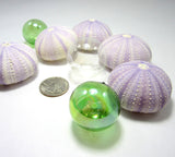 purple sea urchin, lavender sea urchin, lavender seashells, purple seashells, lavender shells, purple shells, beach wedding shells