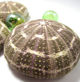 alfonso sea urchin, alphonso sea urchin, large sea urchin, sea urchin shell, sea urchin seashell, green sea urchin