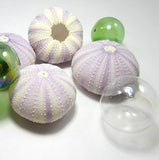 purple sea urchin, lavender sea urchin, lavender seashells, purple seashells, lavender shells, purple shells, beach wedding shells
