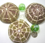 alfonso sea urchin, alphonso sea urchin, large sea urchin, sea urchin shell, sea urchin seashell, green sea urchin