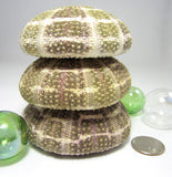 alfonso sea urchin, alphonso sea urchin, large sea urchin, sea urchin shell, sea urchin seashell, green sea urchin