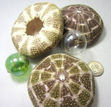 alfonso sea urchin, alphonso sea urchin, large sea urchin, sea urchin shell, sea urchin seashell, green sea urchin