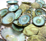 aqua limpet shells, aqua limpet seashells, green limpet shells, blue limpet shells, aqua shells, green shells, blue shells
