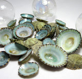 aqua limpet shells, aqua limpet seashells, green limpet shells, blue limpet shells, aqua shells, green shells, blue shells