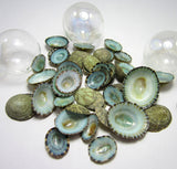 aqua limpet shells, aqua limpet seashells, green limpet shells, blue limpet shells, aqua shells, green shells, blue shells