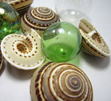 sundial shell, sun dial shell, beach wedding shell, brown spiral shell, spiral seashell