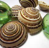 sundial shell, sun dial shell, beach wedding shell, brown spiral shell, spiral seashell