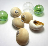 whales eye shell, moon snail shell, shark eye shell, brown seashells, specimen seashells