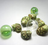 green turbo shell, green turbo seashell, green turban shell, beach wedding shell