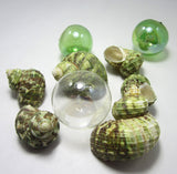 green turbo shell, green turbo seashell, green turban shell, beach wedding shell