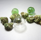 green turbo shell, green turbo seashell, green turban shell, beach wedding shell