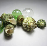 green turbo shell, green turbo seashell, green turban shell, beach wedding shell