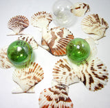 scallop shells, scallop seashells, pectin shells, pectin seashells, scallops, beach wedding shells, craft scallop shells