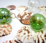 scallop shells, scallop seashells, pectin shells, pectin seashells, scallops, beach wedding shells, craft scallop shells