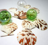 scallop shells, scallop seashells, pectin shells, pectin seashells, scallops, beach wedding shells, craft scallop shells