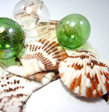 scallop shells, scallop seashells, pectin shells, pectin seashells, scallops, beach wedding shells, craft scallop shells
