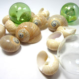 nautica seashells, brown nautica shells, nautica lineata seashells, brown striped shells, striped shells, craft shells