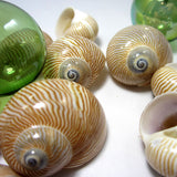 nautica seashells, brown nautica shells, nautica lineata seashells, brown striped shells, striped shells, craft shells