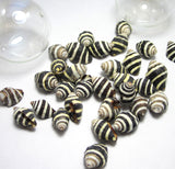 beehive shell, bee hive shell, beehive snail, bee hive snail, tiny shells, tiny black and white shells