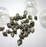 beehive shell, bee hive shell, beehive snail, bee hive snail, tiny shells, tiny black and white shells