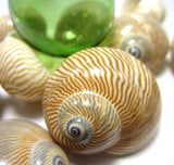 nautica seashells, brown nautica shells, nautica lineata seashells, brown striped shells, striped shells, craft shells