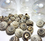 heliacus seashells, heliacus shells, black and white shells, small craft shells, black shells