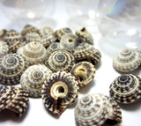 heliacus seashells, heliacus shells, black and white shells, small craft shells, black shells