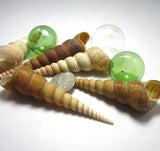 turritella seashells, turritella shell, beach wedding shells, spiral shells, spiral seashells, long spiral shell