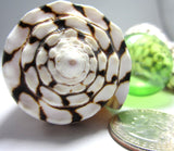 conus marmoreus, cone shell, cone seashell, specimen shell, collector shell, large cone shell, scale cone shell