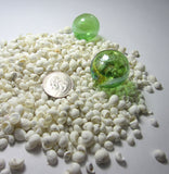 white litorina shells, white litorina seashells, tiny white shells, white wedding shells, white craft shells, tiny shells