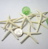 white starfish, white star fish, white pencil starfish, white finger starfish, beach wedding starfish, skinny starfish