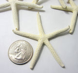white starfish, white star fish, white pencil starfish, white finger starfish, beach wedding starfish, skinny starfish