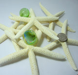white starfish, white star fish, white finger starfish, white pencil starfish, beach wedding starfish, bulk white starfish