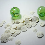 small sand dollars, tiny sand dollars, medium sand dollars, bulk sand dollars, craft sand dollars, jewelry sand dollars