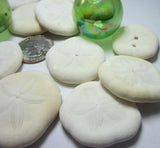 sea biscuits, small sea biscuits, puffy sand dollars, beach wedding shells, white seashells 