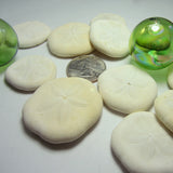 sea biscuits, small sea biscuits, puffy sand dollars, beach wedding shells, white seashells 