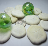 sea biscuits, small sea biscuits, puffy sand dollars, beach wedding shells, white seashells