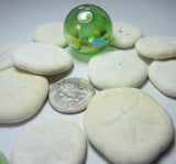 sea biscuits, small sea biscuits, puffy sand dollars, beach wedding shells, white seashells
