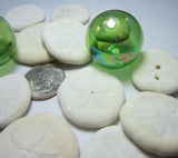 sea biscuits, small sea biscuits, puffy sand dollars, beach wedding shells, white seashells