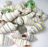 Haitian tree snail, Haitian tree shell, Haitian tree seashell, striped tree snail, tree snail, striped shell, striped seashell
