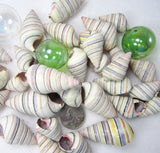 Haitian tree snail, Haitian tree shell, Haitian tree seashell, striped tree snail, tree snail, striped shell, striped seashell