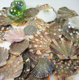 scallop shells, scallop seashells, pectin shells, pectin seashells, scallops, beach wedding shells, craft scallop shells